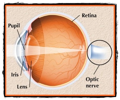 Retina si examenul fundului de ochi